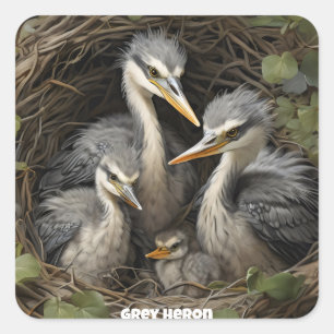 Grey Heron in nest Square Sticker