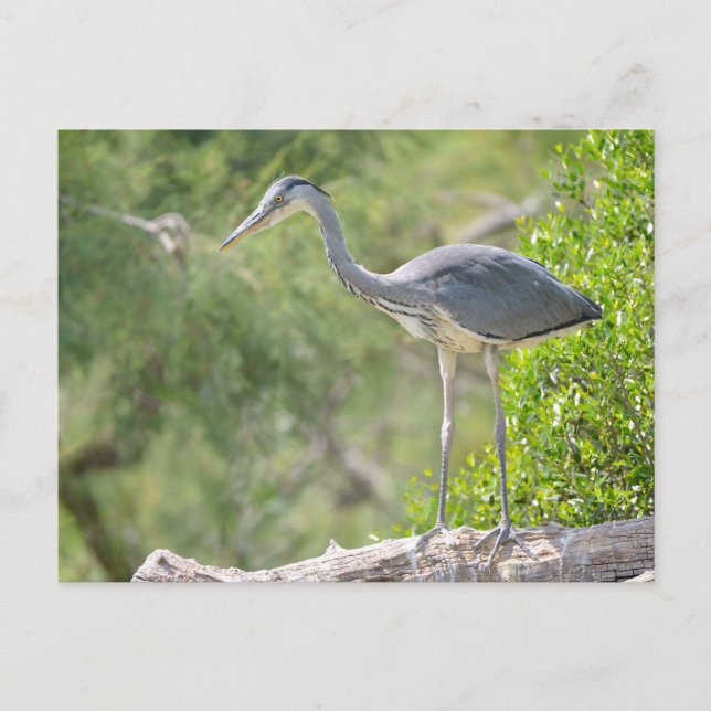 Grey heron perched in tree postcard (Front)