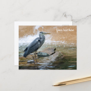 Grey Heron Postcard