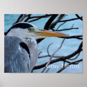 Grey Heron Poster