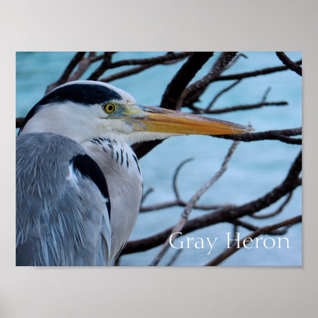 Grey Heron Poster (Front)
