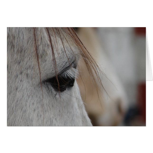 Grey Horse Eye (Front Horizontal)