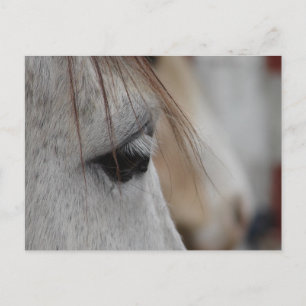 Grey Horse Eye Postcard