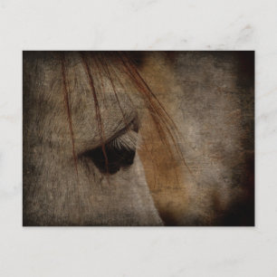 Grey Horse Face Grunge Postcard