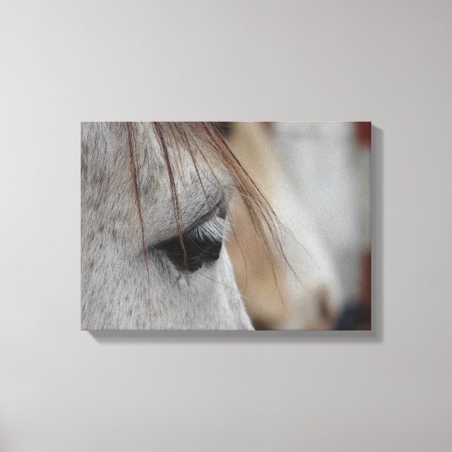 Grey Horse Head Side View Canvas Print (Front)