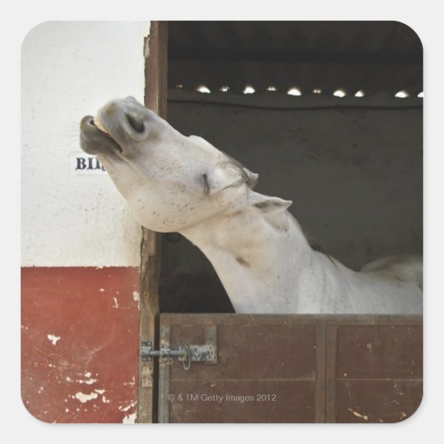 Grey horse in a stable square sticker (Front)