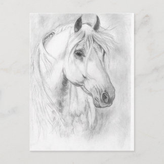Grey horse portait postcard