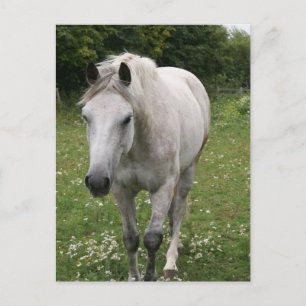 Grey Horse Postcard