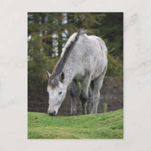 Grey Horse Postcard