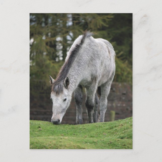 Grey Horse Postcard (Front)