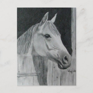 Grey Horse Postcard