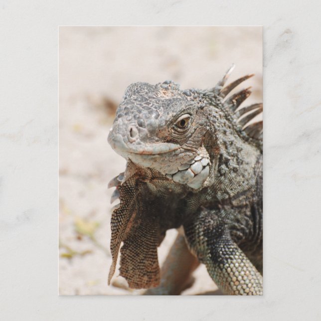 Grey Iguana Postcard (Front)