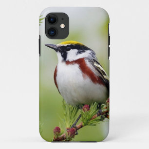 grey_iphone bird iPhone 11 case