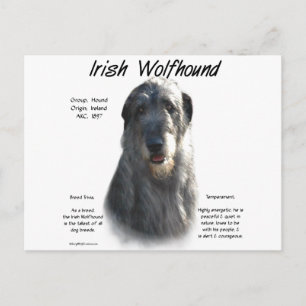 Grey Irish Wolfhound History  Postcard