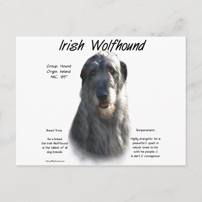 Grey Irish Wolfhound History  Postcard (Front)
