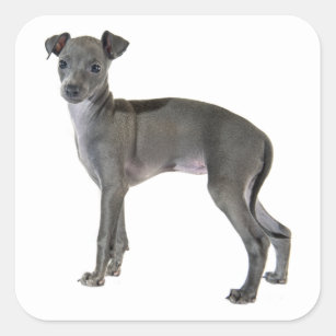 Grey Italian Greyhound Puppy Dog Square Sticker