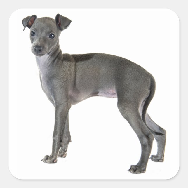 Grey Italian Greyhound Puppy Dog Square Sticker (Front)
