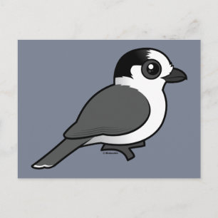 Grey Jay Postcard