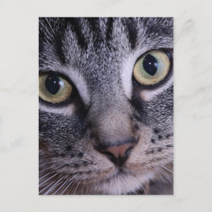 Grey Kitten Face Postcard