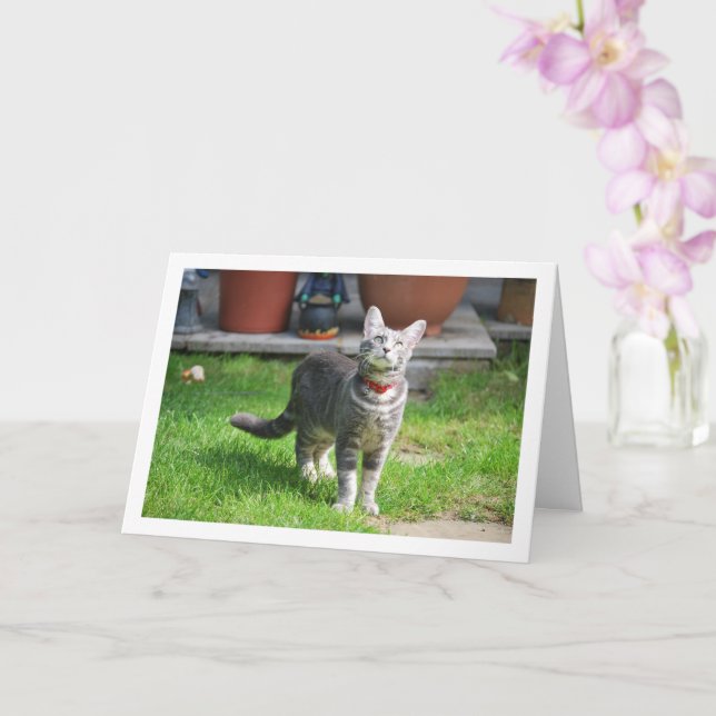 Grey Kitten in Garden Card (Orchid)