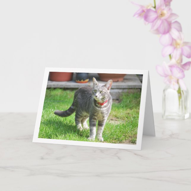 Grey Kitten in Garden Portrait Card (Orchid)