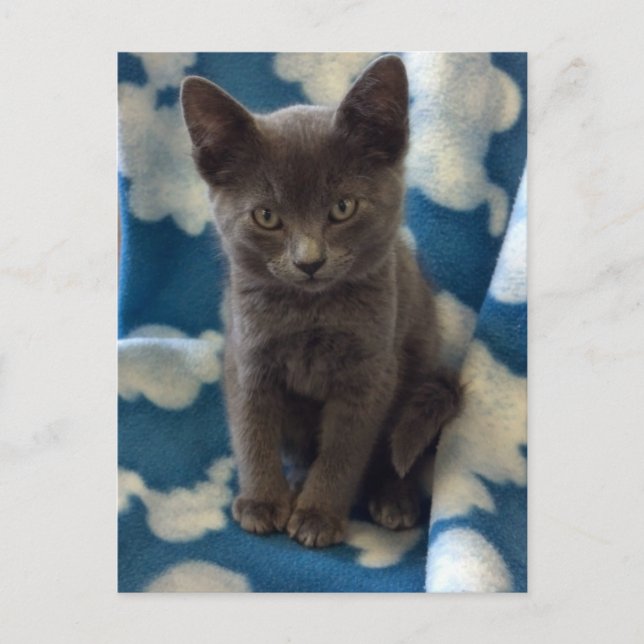 Grey Kitten Postcard (Front)