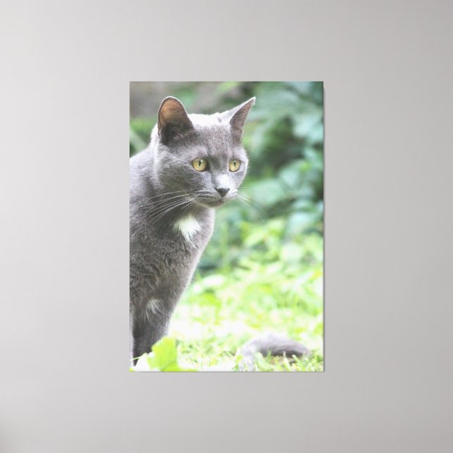 Grey Kitty Cat Canvas Print (Front)