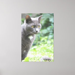 Grey Kitty Cat Canvas Print