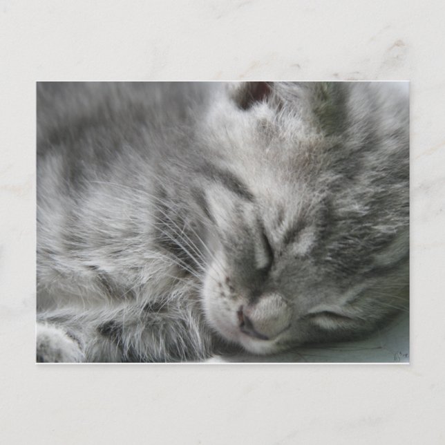 Grey Kitty Sleeping Postcard (Front)