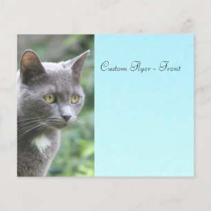 Grey Kitty With Blue Flyer