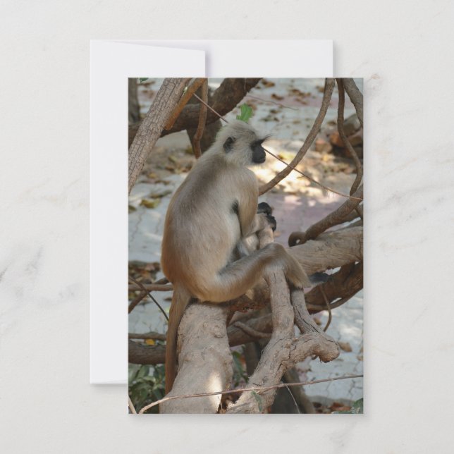 Grey Langur - Take a Rest (Front)