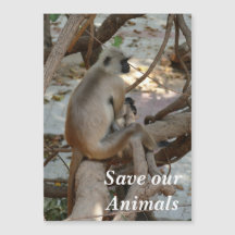 Grey Langur - Take a Rest