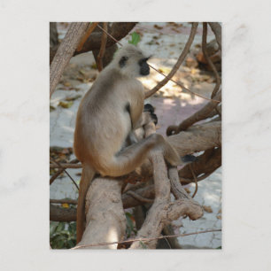 Grey Langur - Take a Rest Postcard