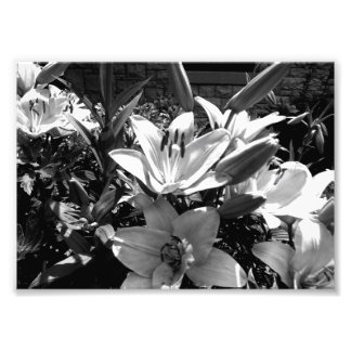 Grey Lilies Photo Print