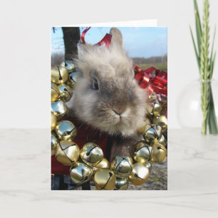 Grey Lionhead Bunny Christmas Holiday Card