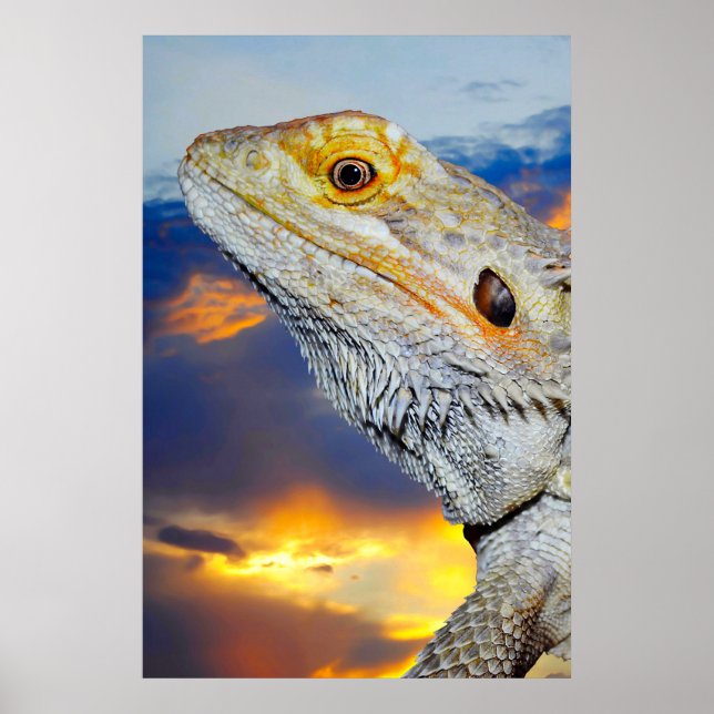 Grey Lizard at sunset Poster (Front)