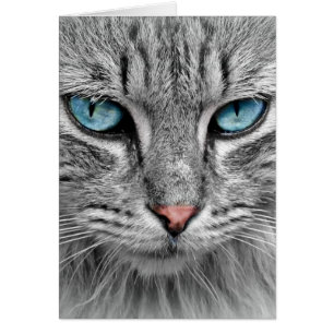 Grey Long Hair Cat Blue Green Eyes Pet Animal