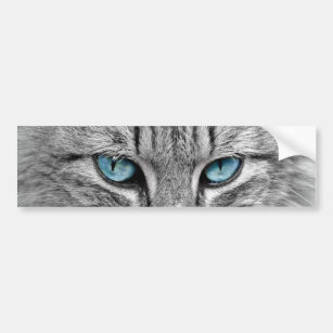Grey Long  Hair Cat Blue Green Eyes Pet Animal Bumper Sticker