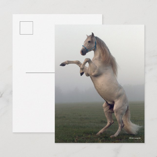 Grey Lusitano Stallion Rearing In Mist Postcard (Front/Back)