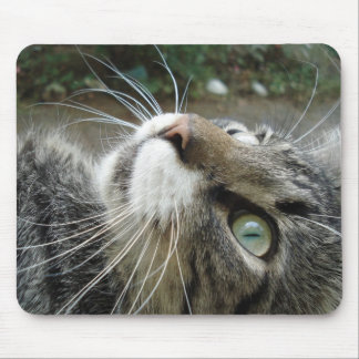 Grey Maine Coon Cat Mouse Mat