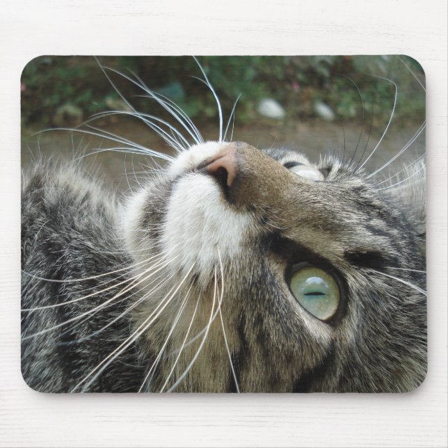 Grey Maine Coon Cat Mouse Mat (Front)