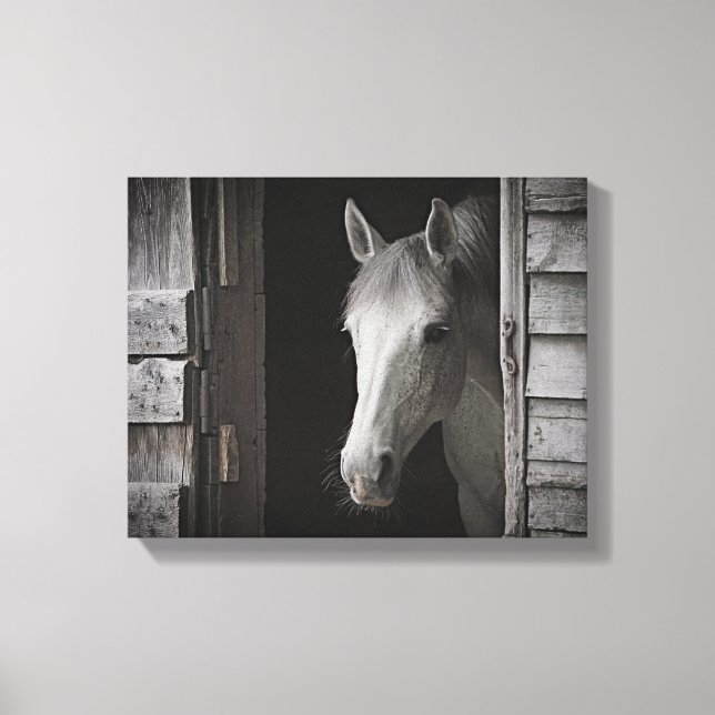 Grey Mare Horse B&W HORSES Wrapped Canvas (Front)