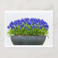 Grey metal flower box with blue grape hyacinths