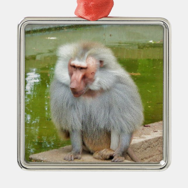 Grey Monkey, Ape Macaque, Nature, Animal Wildlife Metal Tree Decoration (Front)