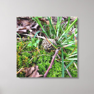 Grey Morel on canvas Print