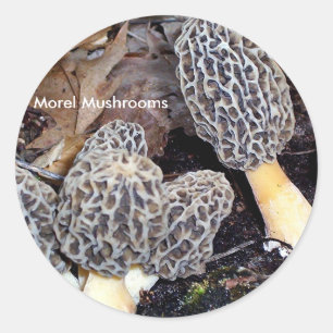Grey Morels, Morel Mushrooms Classic Round Sticker
