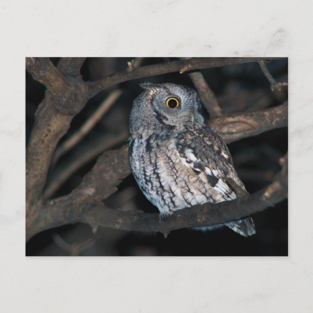 Grey Morph Eastern ScreechOwl at Night Postcard (Front)
