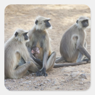 Grey or common or Hanuman langur (Semnopithecus) Square Sticker