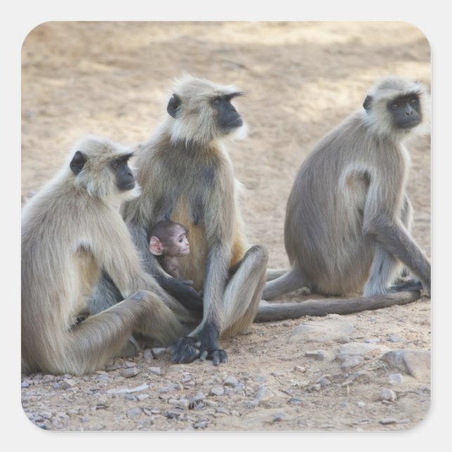 Grey or common or Hanuman langur (Semnopithecus) Square Sticker (Front)