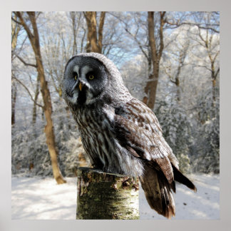 grey-owl-snow-forest poster